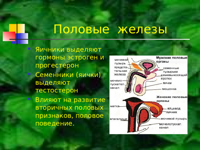 Половые железы Яичники выделяют гормоны эстроген и прогестерон Семенники (яички) выделяют тестостерон Влияют на развитие вторичных половых признаков, половое поведение. 