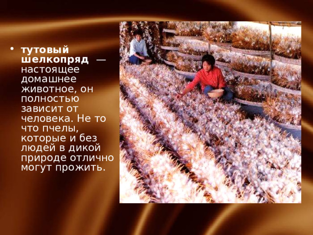 тутовый шелкопряд — настоящее домашнее животное, он полностью зависит от человека. Не то что пчелы, которые и без людей в дикой природе отлично могут прожить.    