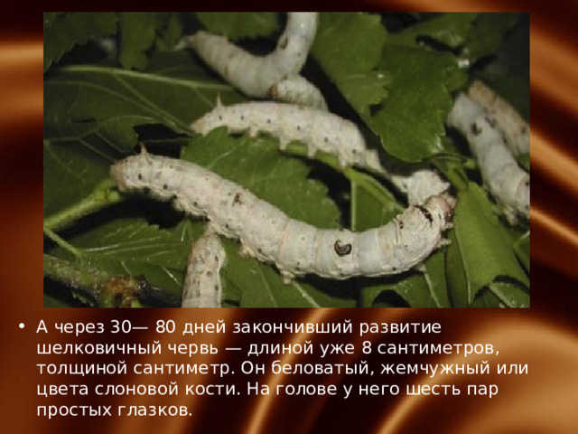 А через 30— 80 дней закончивший развитие шелковичный червь — длиной уже 8 сантиметров, толщиной сантиметр. Он беловатый, жемчужный или цвета слоновой кости. На голове у него шесть пар простых глазков. 