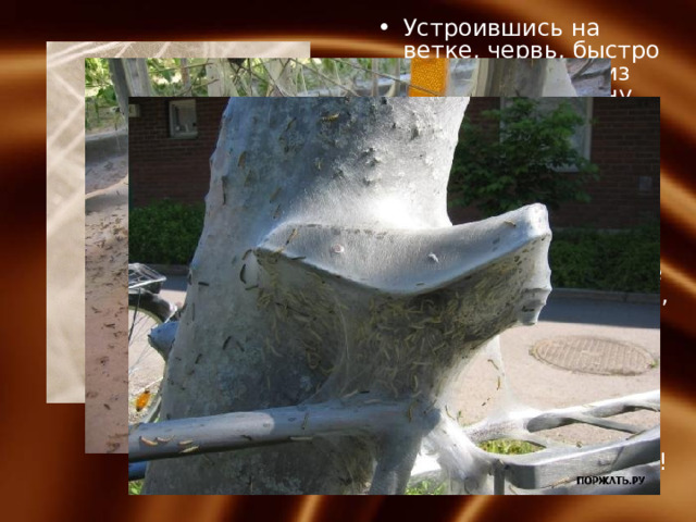 Устроившись на ветке, червь, быстро поводя головой из стороны в сторону, вытягивает вокруг себя беспорядочные нити паутины. Через сутки после начала плетения стенки кокона уже настолько плотны, что червя за ними не видно. Еще день-два, и кокон будет готов.   Иногда червячки выходят из под контроля и превращаются в настоящее бедствие!   