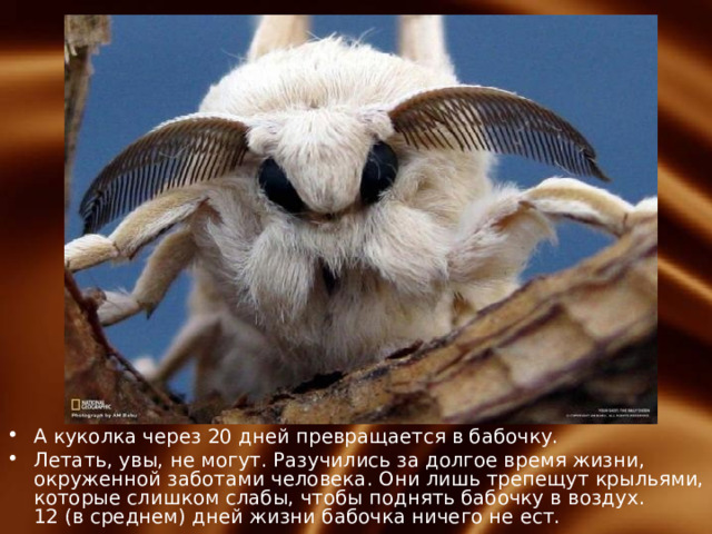 А куколка через 20 дней превращается в бабочку. Летать, увы, не могут. Разучились за долгое время жизни, окруженной заботами человека. Они лишь трепещут крыльями, которые слишком слабы, чтобы поднять бабочку в воздух.  12 (в среднем) дней жизни бабочка ничего не ест. 