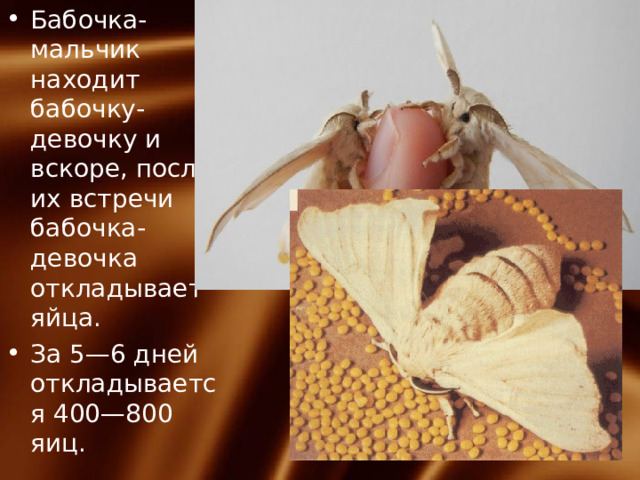 Бабочка-мальчик находит бабочку-девочку и вскоре, после их встречи бабочка-девочка откладывает яйца. За 5—6 дней откладывается 400—800 яиц. 