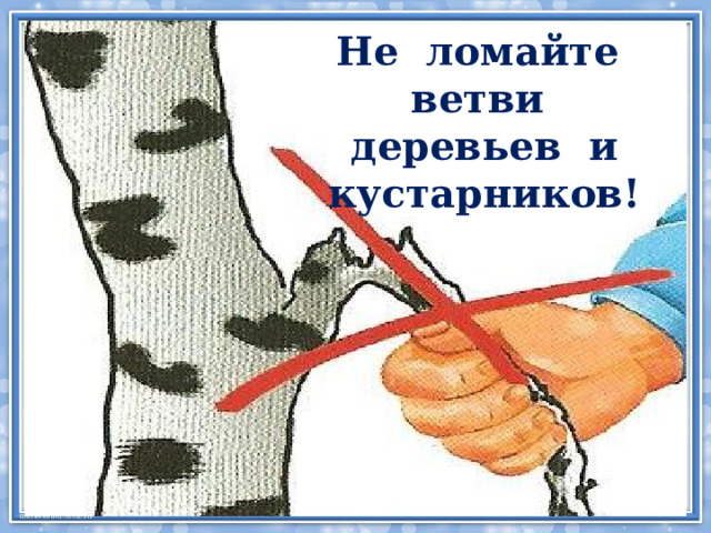 Не ломайте ветви деревьев и кустарников! 