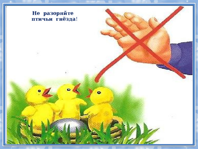 Не разоряйте птичьи гнёзда ! 