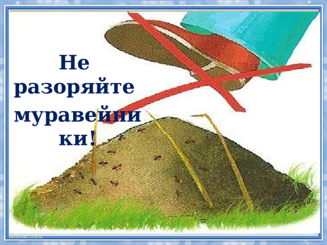 Не разоряйте муравейники! 