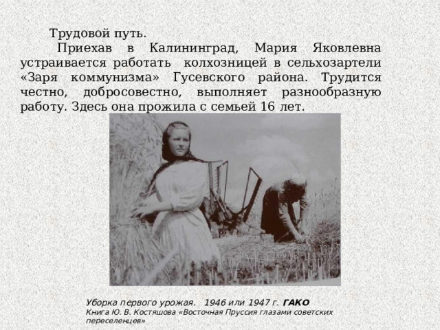 Трудовой путь.  Приехав в Калининград, Мария Яковлевна устраивается работать колхозницей в сельхозартели «Заря коммунизма» Гусевского района. Трудится честно, добросовестно, выполняет разнообразную работу. Здесь она прожила с семьей 16 лет. Уборка первого урожая. 1946 или 1947 г. ГАКО Книга Ю. В. Костяшова «Восточная Пруссия глазами советских переселенцев»    