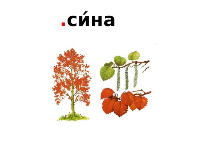 . си́на 