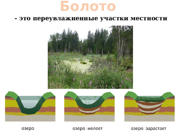 Болото - это переувлажненные участки местности 