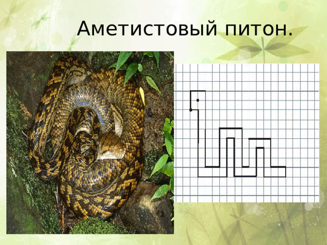 Аметистовый питон. 