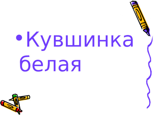 Кувшинка белая 