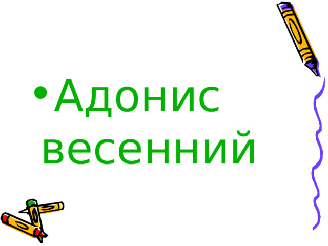 Адонис весенний 