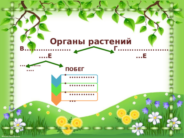 ............. ............. ............. ............. .............. .............. Органы растений В........................Е Г.........................Е ............... ПОБЕГ 