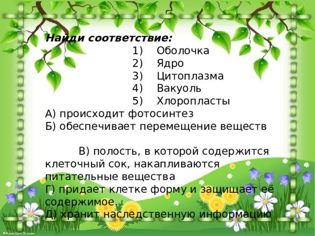 Найди соответствие:  1) Оболочка    2) Ядро  3) Цитоплазма  4) Вакуоль  5) Хлоропласты А) происходит фотосинтез Б) обеспечивает перемещение веществ                                                                                   В) полость, в которой содержится клеточный сок, накапливаются питательные вещества Г) придает клетке форму и защищает её содержимое. Д) хранит наследственную информацию   