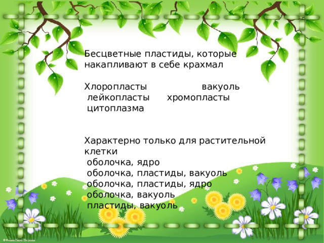 Бесцветные пластиды, которые накапливают в себе крахмал   Хлоропласты вакуоль   лейкопласты хромопласты  цитоплазма    Характерно только для растительной клетки   оболочка, ядро   оболочка, пластиды, вакуоль   оболочка, пластиды, ядро   оболочка, вакуоль   пластиды, вакуоль 