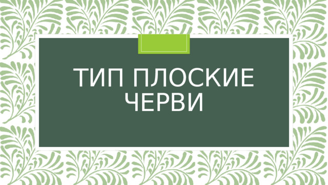 Тип Плоские Черви 