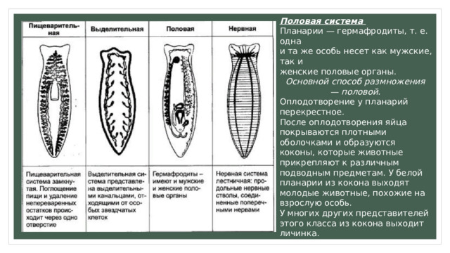 Половая система  Планарии — гермафродиты, т. е. одна  и та же особь несет как мужские, так и  женские половые органы. Основной способ размножения — половой. Оплодотворение у планарий перекрестное. После оплодотворения яйца покрываются плотными оболочками и образуются коконы, которые животные прикрепляют к различным подводным предметам. У белой планарии из кокона выходят молодые животные, похожие на взрослую особь. У многих других представителей этого класса из кокона выходит личинка. 