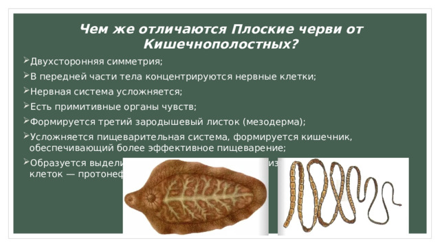 Чем же отличаются Плоские черви от Кишечнополостных? Двухсторонняя симметрия; В передней части тела концентрируются нервные клетки; Нервная система усложняется; Есть примитивные органы чувств; Формируется третий зародышевый листок (мезодерма); Усложняется пищеварительная система, формируется кишечник, обеспечивающий более эффективное пищеварение; Образуется выделительная система, состоящая из специализированных клеток — протонефридиев. 