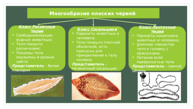 Многообразие плоских червей Класс Ресничные Черви Свободноживущие водные животные; Тело покрыто ресничками; Покровы тела окрашены в разные цвета Представитель – белая планария Класс Сосальщики Класс Ленточные Черви Паразиты животных и человека; Тело покрыто плотной оболочкой, есть присоски для прикрепления к телу хозяина Паразиты кишечника животных и человека; Длинное членистое тело и головку с присосками; Питание всей поверхностью тела Представитель – печеночный сосальщик Представитель – свиной цепень 
