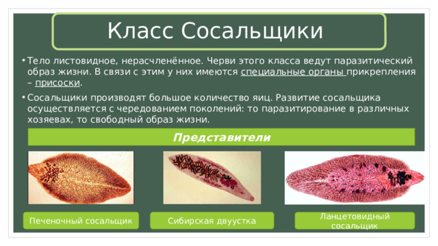Класс Сосальщики Тело листовидное, нерасчленённое. Черви этого класса ведут паразитический образ жизни. В связи с этим у них имеются специальные органы прикрепления – присоски . Сосальщики производят большое количество яиц. Развитие сосальщика осуществляется с чередованием поколений: то паразитирование в различных хозяевах, то свободный образ жизни. Представители Сибирская двуустка Печеночный сосальщик Ланцетовидный сосальщик 