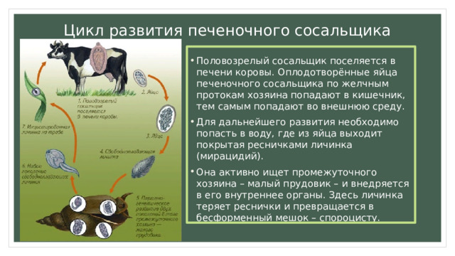 Цикл развития печеночного сосальщика Половозрелый сосальщик поселяется в печени коровы. Оплодотворённые яйца печеночного сосальщика по желчным протокам хозяина попадают в кишечник, тем самым попадают во внешнюю среду. Для дальнейшего развития необходимо попасть в воду, где из яйца выходит покрытая ресничками личинка (мирацидий). Она активно ищет промежуточного хозяина – малый прудовик – и внедряется в его внутреннее органы. Здесь личинка теряет реснички и превращается в бесформенный мешок – спороцисту. 