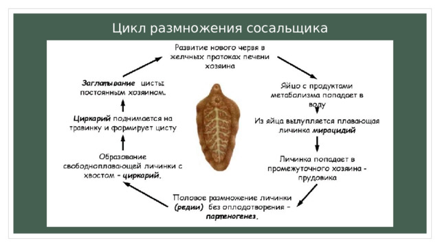 Цикл размножения сосальщика 