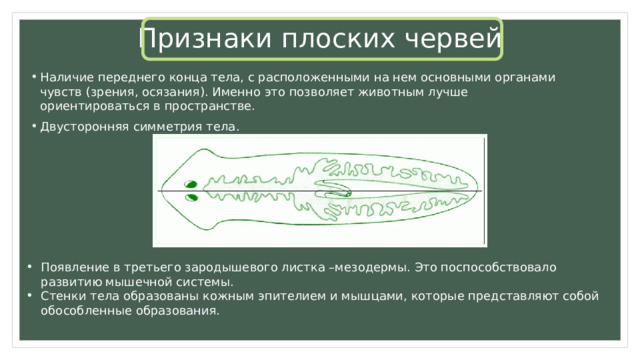 Признаки плоских червей Наличие переднего конца тела, с расположенными на нем основными органами чувств (зрения, осязания). Именно это позволяет животным лучше ориентироваться в пространстве. Двусторонняя симметрия тела. Появление в третьего зародышевого листка –мезодермы. Это поспособствовало развитию мышечной системы. Стенки тела образованы кожным эпителием и мышцами, которые представляют собой обособленные образования. 