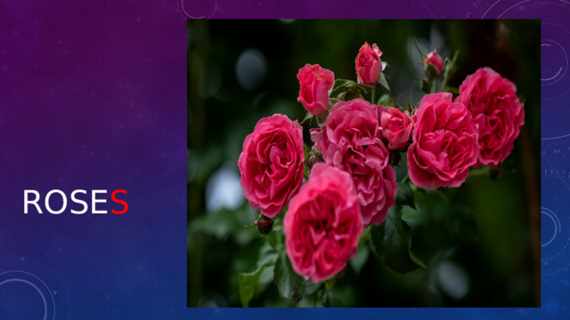  rose s 