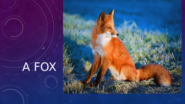A fox 