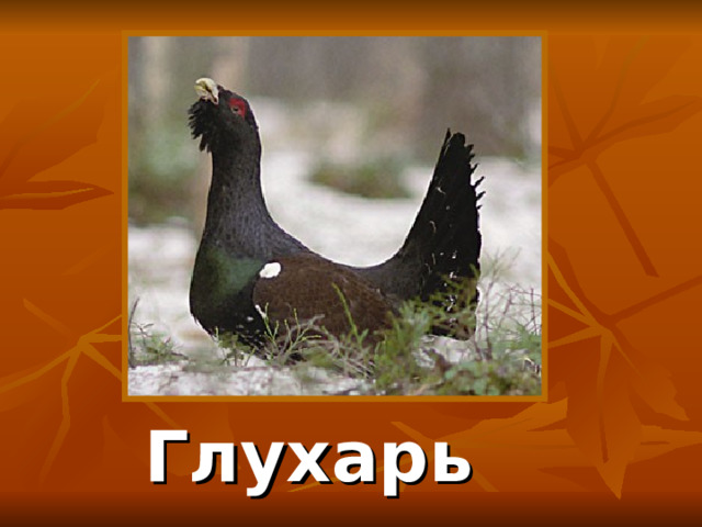Глухарь  