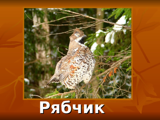 Рябчик 