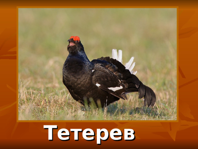 Тетерев 