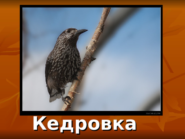 Кедровка 