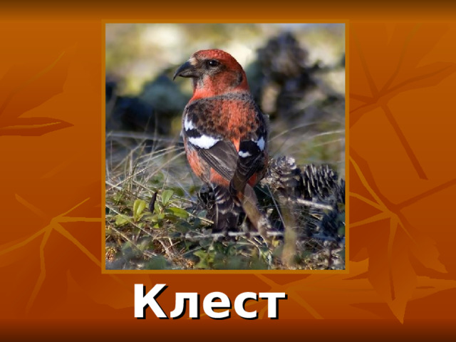 Клест 