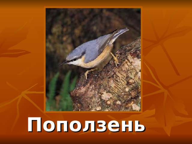 Поползень 