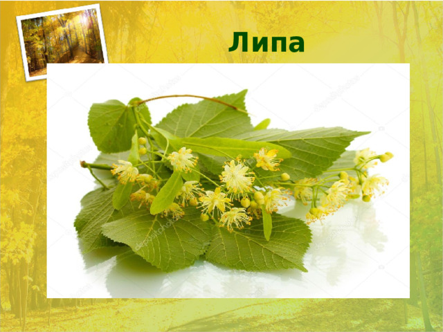 Липа 