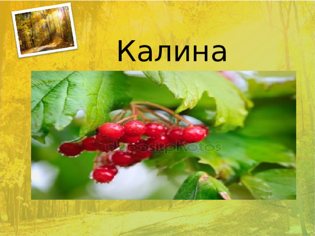 Калина 