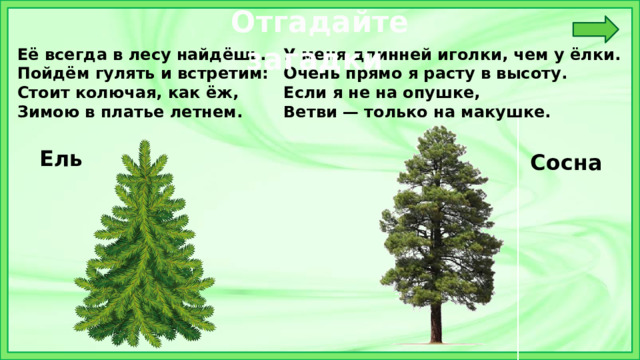 Отгадайте загадки  Её всегда в лесу найдёшь.  Пойдём гулять и встретим:  Стоит колючая, как ёж,  Зимою в платье летнем.   У меня длинней иголки, чем у ёлки.  Очень прямо я расту в высоту.  Если я не на опушке,  Ветви — только на макушке. Ель Сосна 