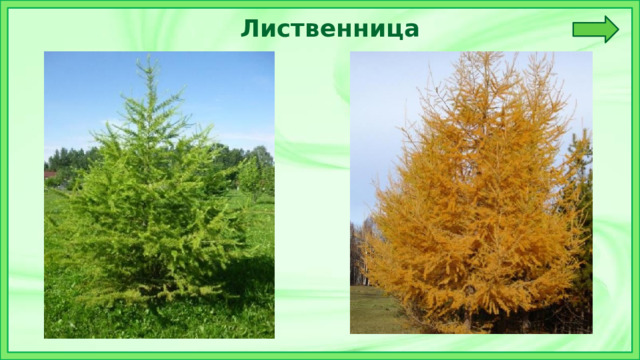 Лиственница 