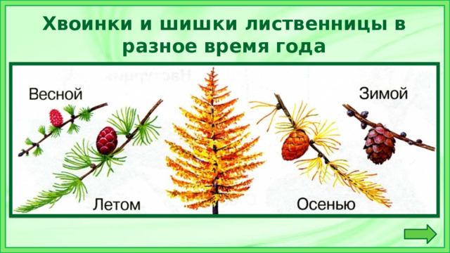 Хвоинки и шишки лиственницы в разное время года 