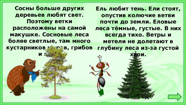 Сосны больше других деревьев любят свет. Поэтому ветки расположены на самой макушке. Сосновые леса более светлые, там много кустарников и трав, грибов и ягод. Ель любит тень. Ели стоят, опустив колючие ветви почти до земли. Еловые леса тёмные, густые. В них всегда тихо. Ветры и метели не долетают в глубину леса из-за густой хвои. 