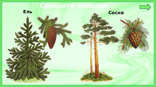 Сравните шишки Ель Сосна 