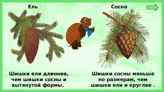 Ель Сосна Шишки ели длиннее, чем шишки сосны и вытянутой формы. Шишки сосны меньше по размерам, чем шишки ели и круглее . 