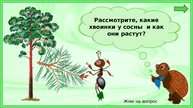 У сосны хвоинки длинные и прикрепляются к веточке по две Рассмотрите, какие хвоинки у сосны и как они растут?  Жми на вопрос 
