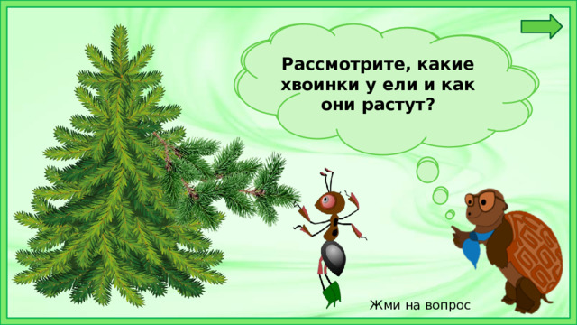 У ели хвоинки короткие и прикрепляются к веточке по одной.  Рассмотрите, какие хвоинки у ели и как они растут? Жми на вопрос 
