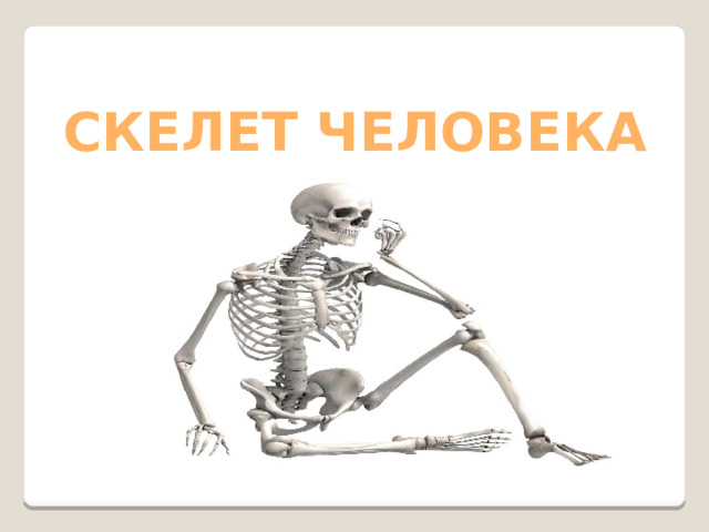 СКЕЛЕТ ЧЕЛОВЕКА 