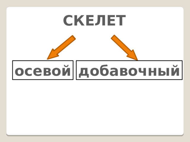 СКЕЛЕТ осевой добавочный 