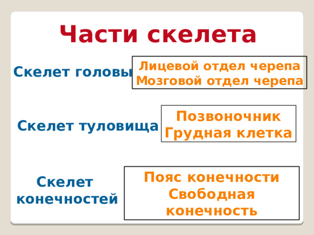 Части скелета Лицевой отдел черепа Мозговой отдел черепа Скелет головы Позвоночник Грудная клетка Скелет туловища Пояс конечности Свободная конечность Скелет конечностей 