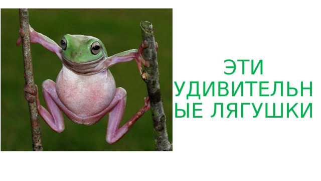Эти удивительные лягушки 