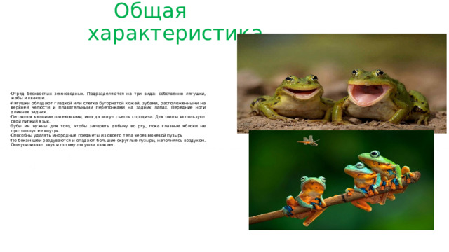  Общая характеристика Отряд бесхвостых земноводных. Подразделяются на три вида: собственно лягушки, жабы и квакши. Лягушки обладают гладкой или слегка бугорчатой кожей, зубами, расположенными на верхней челюсти и плавательными перепонками на задних лапах. Передние ноги длиннее задних. Питаются мелкими насекомыми, иногда могут съесть сородича. Для охоты используют свой липкий язык. Зубы им нужны для того, чтобы запереть добычу во рту, пока глазные яблоки не протолкнут ее внутрь. Способны удалять инородные предметы из своего тела через мочевой пузырь По бокам шеи раздуваются и опадают большие округлые пузыри, наполняясь воздухом. Они усиливают звук и потому лягушка квакает. 