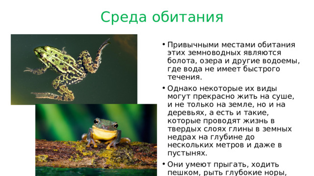  Среда обитания Привычными местами обитания этих земноводных являются болота, озера и другие водоемы, где вода не имеет быстрого течения. Однако некоторые их виды могут прекрасно жить на суше, и не только на земле, но и на деревьях, а есть и такие, которые проводят жизнь в твердых слоях глины в земных недрах на глубине до нескольких метров и даже в пустынях. Они умеют прыгать, ходить пешком, рыть глубокие норы, плавать, карабкаться по деревьям и даже планировать в воздухе. Окраска позволяет скрываться от врагов 